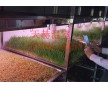 式四季水培牧草工廠，來選天赫溫室、全國供應，高蛋白新鮮營養